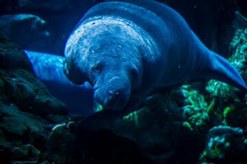 Fototapeta premium Wonders of the sea. Fish, mammals, seahorses and manatees. Surprises in the Genoa aquarium