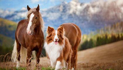 Red Border Collie dog and horse.