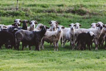 A herd of sheep standing in a field
