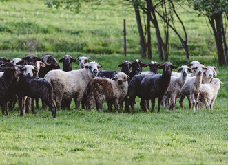 A herd of sheep standing in a field
