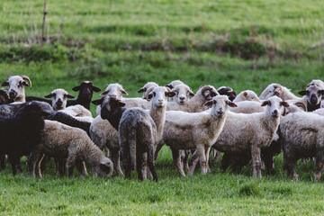 A herd of sheep standing in a field
