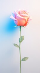Fototapeta premium A single, long-stemmed rose in full bloom against a pale blue background.