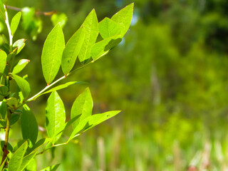Close up of green leaves.