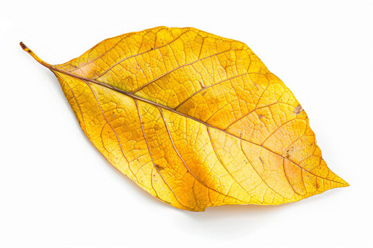 a yellow leaf on a white surface