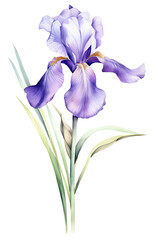 Purple iris flower on a white background, with a purple and yellow center.
