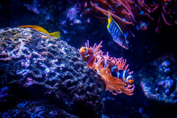 Tropical fish and Nemo. Wonders immersed in water. Genova's aquarium