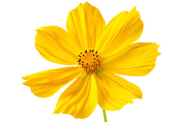 a yellow flower with a green stem on a white background