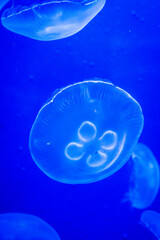 Jellyfish. Wonders immersed in water. Genova's aquarium