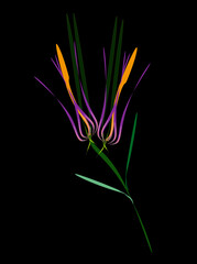 Abstract wild tulip flowers on a black background. Minimalist style. Contemporary art