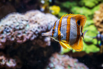 Tropical fish. Wonders immersed in water. Genova's aquarium