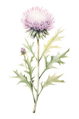 The thistle is a symbol of Scotland, known for its beautiful purple flowers and prickly leaves.