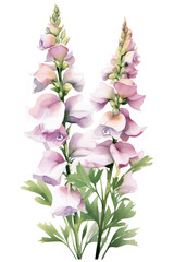 The snapdragon is a beautiful flower that comes in a variety of colors