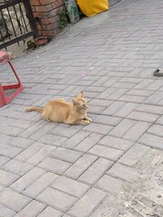 cat on the street
