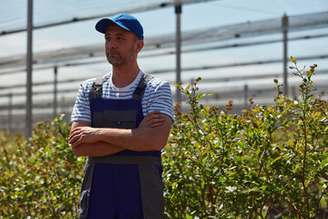 Male farmer in a blueberries farm.