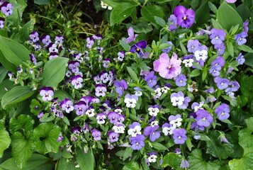 Stunning Purple Pansy Grouping Closeup