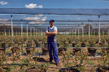 A male gardener posing in a blueberries organic farm.