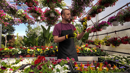 Man working in a flower nursery greenhouse, taking care of plants and preparing it for selling. - Powered by Adobe