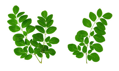 Moringa leaves isolated on transparent png