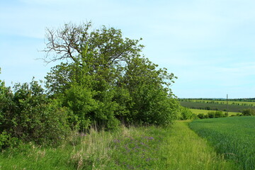 Obraz premium A tree in a field