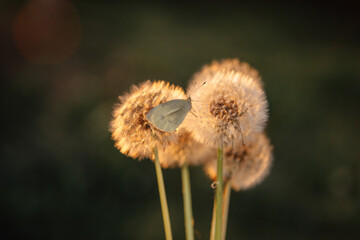  dandelions and a butterfly at sunset