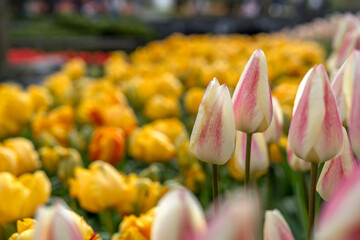 Jardin botanique aux tulipes de Keukenhof , à Lisse aux Pays-Bas	