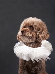 A Poodle in studio attire, Dog with ruffled collar. A curly-coated pet gazes away, sporting an...