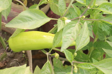 Banana pepper on tree in farm