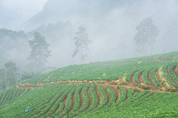 Fototapeta premium Strawberry plantation field on mountain hill morning with fog