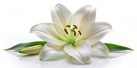 white lily with leaves, bud, white flower, close-up, white background