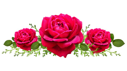 Charming red roses isolated on transparent background, PNG