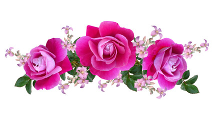 Beautiful pink roses isolated on transparent background. PNG
