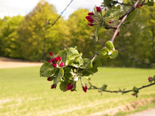 Apple flowers on tree.