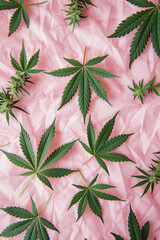 Cannabis leaves on pink paper background creating a vibrant and eyecatching flat lay composition, top view