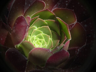 Aeonium