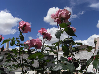 Rosa