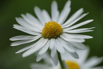 White daisy in the garden