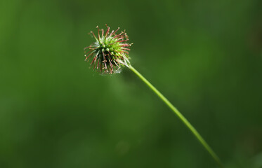 Wood avens plant (Geum urbanum)