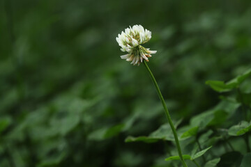 White clover flower in the grass