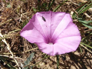 Campanula