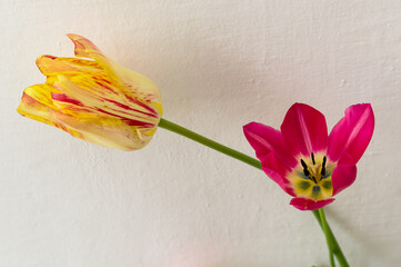 A popular decorative plant called Tulip. Latin name Tulipa.