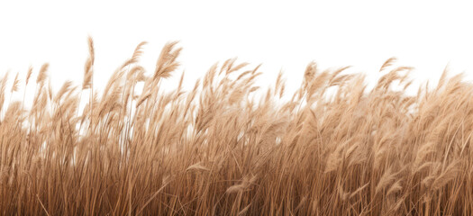 PNG Dry short grass field outdoors nature plant. AI generated Image by rawpixel.