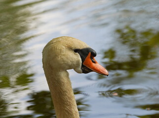 mute swan cygnus olor,höckerschwan
