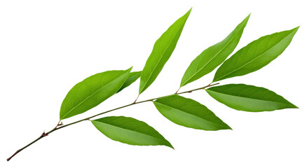 Fototapeta premium PNG Green tea leaves plant herbs leaf. AI generated Image by rawpixel.