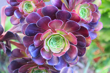 Aeonium