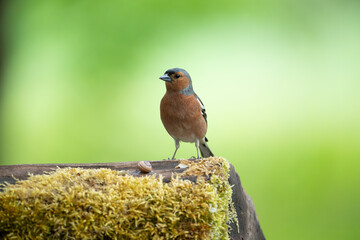A small colorful bird on a mossy trunk on a green background