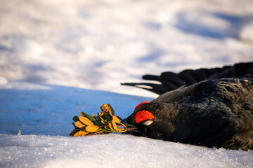 hunting trophy from a black grouse on the mountains in the courtship at a sunny spring morning