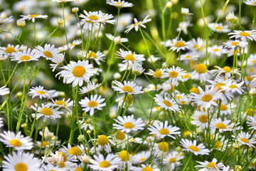 Flowers white chamomile blooming in sun light in summer on meadow