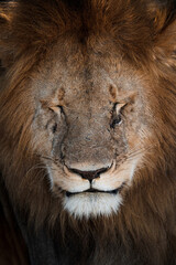 portrait of a lion