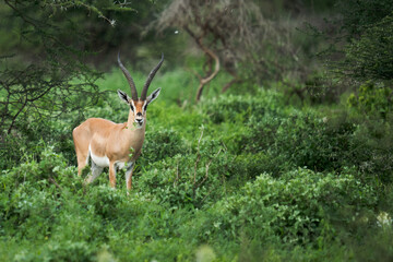impala in the wild