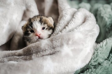 Cute little kitten on a soft blanket.